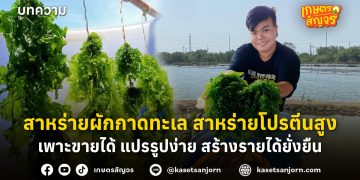 สาหร่ายผักกาดทะเล สาหร่ายโปรตีนสูง เพาะขายได้ แปรรูปง่าย สร้างรายได้ยั่งยืน