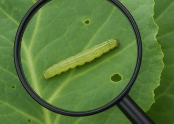 หนอนกระทู้ผักชอบแอบอยู่ตรงไหน?   รู้วิธีสังเกตง่าย ๆ ก่อนสาย