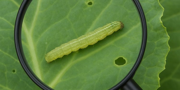 หนอนกระทู้ผักชอบแอบอยู่ตรงไหน?   รู้วิธีสังเกตง่าย ๆ ก่อนสาย