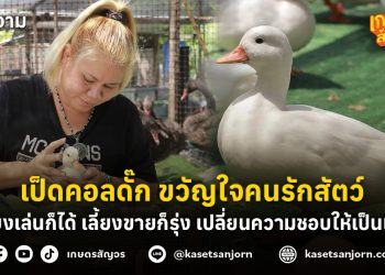 เป็ดคอลดั๊ก ขวัญใจคนรักสัตว์ เลี้ยงเล่นก็ได้ เลี้ยงขายก็รุ่ง เปลี่ยนความชอบให้เป็นเงิน