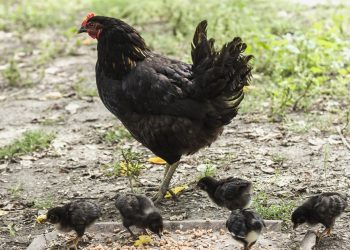 ไก่แข็งแรง ปลอดโรค ด้วยอาหารเสริมธรรมชาติจากครัวเรือน