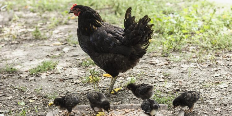 ไก่แข็งแรง ปลอดโรค ด้วยอาหารเสริมธรรมชาติจากครัวเรือน