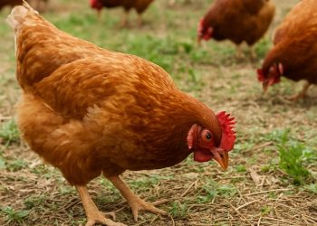 วิธีเลี้ยงไก่ไข่แบบพอเพียง ลดต้นทุนค่าอาหารโดยไม่กระทบผลผลิต