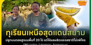 ทุเรียนเหนือสุดแดนสยาม! สวนใกล้บ้าน ทุเรียนเชียงราย