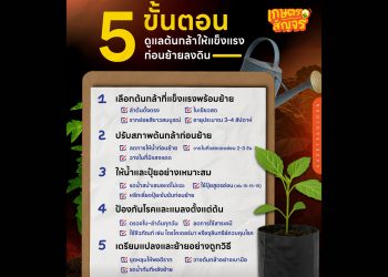 5 ขั้นตอน “ดูแลต้นกล้า” ให้แข็งแรงก่อนย้ายลงดิน