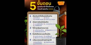 5 ขั้นตอน “ดูแลต้นกล้า” ให้แข็งแรงก่อนย้ายลงดิน
