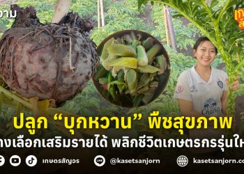 ปลูก “บุกหวาน” พืชสุขภาพ ทางเลือกเสริมรายได้ พลิกชีวิตเกษตรกรรุ่นใหม่