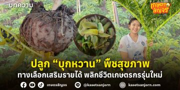 ปลูก “บุกหวาน” พืชสุขภาพ ทางเลือกเสริมรายได้ พลิกชีวิตเกษตรกรรุ่นใหม่