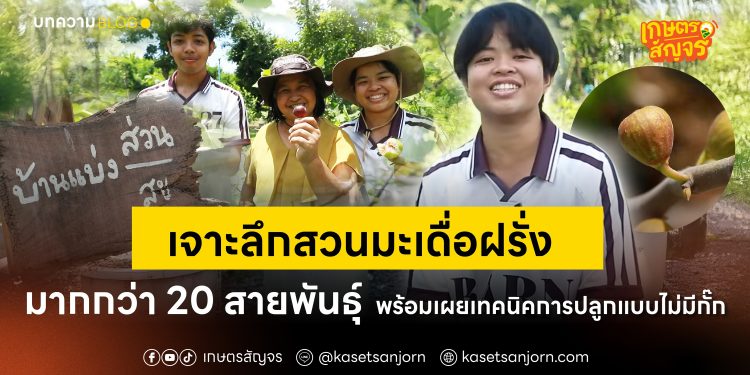 เจาะลึกสวนมะเดื่อฝรั่ง มากกว่า 20 สายพันธุ์ พร้อมเผยเทคนิคการปลูกแบบไม่มีกั๊ก 