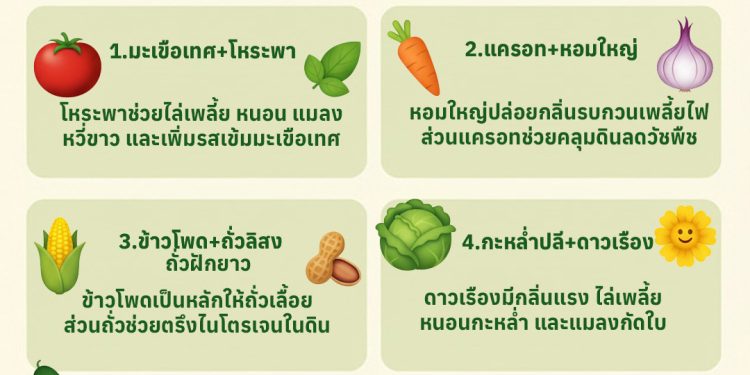 6 คู่พืชปลูกแล้วปัง! ช่วยให้โตไว ป้องกันแมลงแบบธรรมชาติ