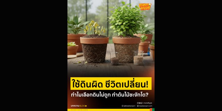 ใช้ดินผิด ชีวิตเปลี่ยน! ทำไมเลือกดินไม่ถูก ทำต้นไม้ชะงักโต?