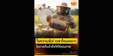 ไขความลับ! เวลาไหนเหมาะที่สุดในการเก็บน้ำผึ้งให้ได้คุณภาพ