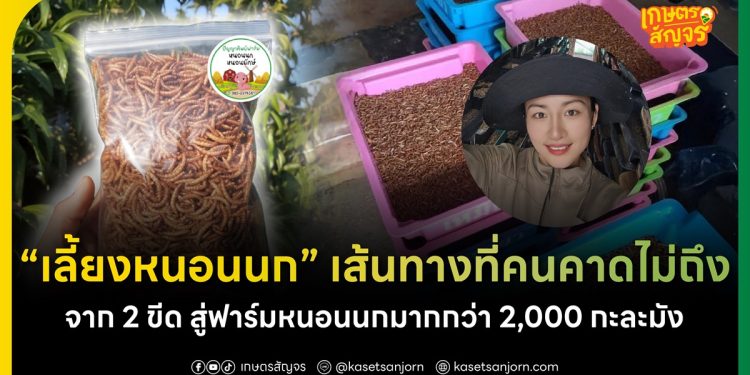 เลี้ยงหนอนนก เส้นทางที่คนคาดไม่ถึง จาก 2 ขีดสู่ฟาร์มหนอนนกมากกว่า 2,000 กะละมัง