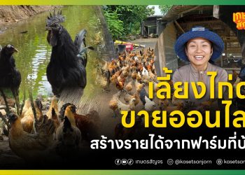 เลี้ยงไก่ดำขายออนไลน์ สร้างรายได้จากฟาร์มที่บ้าน