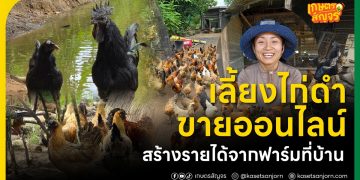 เลี้ยงไก่ดำขายออนไลน์ สร้างรายได้จากฟาร์มที่บ้าน