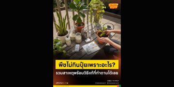 พืชไม่กินปุ๋ยเพราะอะไร? รวมสาเหตุพร้อมวิธีแก้ที่ทำตามได้เลย