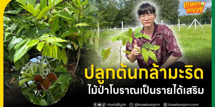 ปลูกต้นกล้ามะริด ไม้ป่าโบราณเป็นรายได้เสริม 