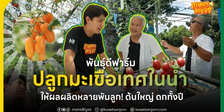 พันธ์ุดีฟาร์ม ปลูกมะเขือเทศในน้ำ ให้ผลผลิตหลายพันลูก! ต้นใหญ่ ดกทั้งปี 