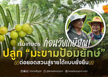 เริ่มเกษตรก่อนวัยเกษียณ! ปลูก “มะขามป้อมยักษ์” ต่อยอดสวนสู่รายได้แบบยั่งยืน