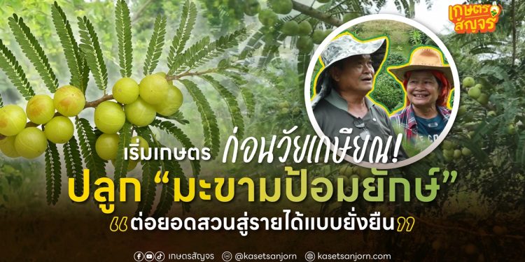 เริ่มเกษตรก่อนวัยเกษียณ! ปลูก “มะขามป้อมยักษ์” ต่อยอดสวนสู่รายได้แบบยั่งยืน