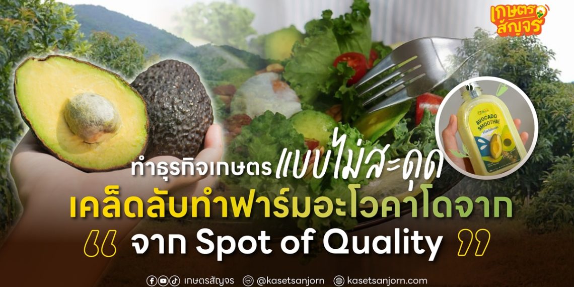 ทำธุรกิจเกษตรแบบไม่สะดุด เคล็ดลับทำฟาร์มอะโวคาโดจาก Spot of Quality