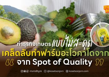 ทำธุรกิจเกษตรแบบไม่สะดุด เคล็ดลับทำฟาร์มอะโวคาโดจาก Spot of Quality