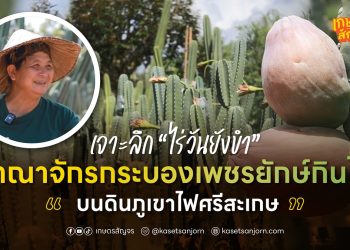 เจาะลึก “ไร่วันยังขำ” อาณาจักรกระบองเพชรยักษ์กินได้ บนดินภูเขาไฟศรีสะเกษ