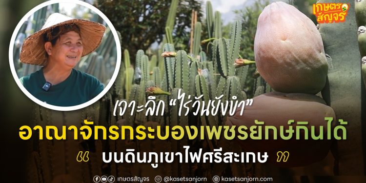เจาะลึก “ไร่วันยังขำ” อาณาจักรกระบองเพชรยักษ์กินได้ บนดินภูเขาไฟศรีสะเกษ