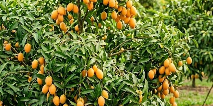 เริ่มปลูกมะยงชิด ต้องรู้! กี่ปีถึงเริ่มเก็บผลได้