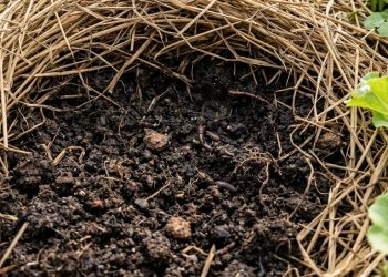 ทำไมยิ่ง “คลุมฟาง” ดินยิ่งร่วนซุย?