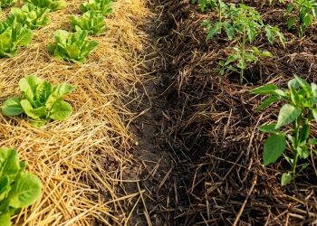 ฟางเก่า ฟางใหม่ ใช้ต่างกันอย่างไรในงานเกษตร