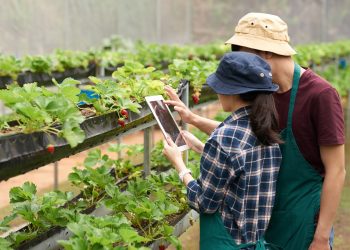 เปลี่ยนสวนเป็น Smart Farm ด้วยงบหลักร้อย