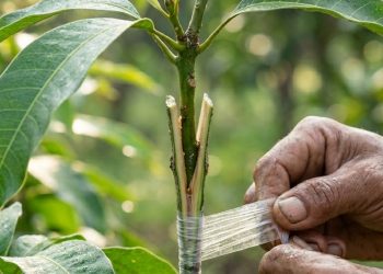 ช่วงเวลาไหน เหมาะที่สุดสำหรับการเสียบยอด