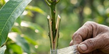 ช่วงเวลาไหน เหมาะที่สุดสำหรับการเสียบยอด