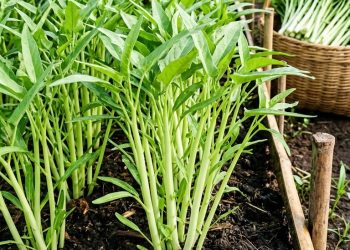 สูตรเร่งสปีด ปลูก “ผักบุ้งจีน” 20 วันเก็บขายได้