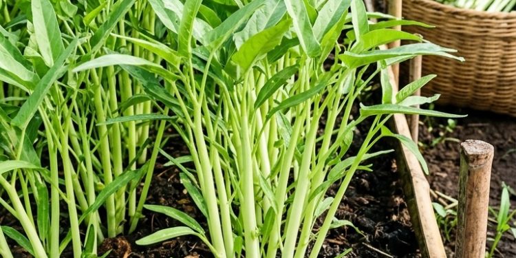 สูตรเร่งสปีด ปลูก “ผักบุ้งจีน” 20 วันเก็บขายได้