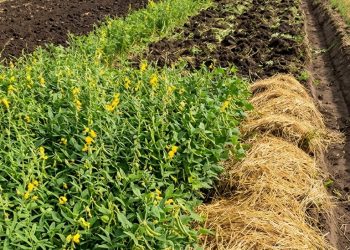 พักดินยังไง ให้ผลผลิตดีขึ้นแบบไม่เพิ่มต้นทุน