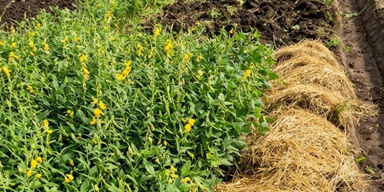 พักดินยังไง ให้ผลผลิตดีขึ้นแบบไม่เพิ่มต้นทุน