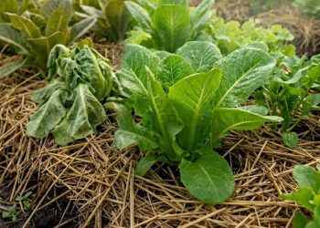 พืชเหี่ยวช่วงบ่าย แก้ยังไงให้ฟื้นทัน