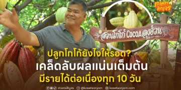 ปลูกโกโก้ยังไงให้รอด? เคล็ดลับผลแน่นเต็มต้น มีรายได้ต่อเนื่องทุก 10 วัน