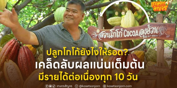 ปลูกโกโก้ยังไงให้รอด? เคล็ดลับผลแน่นเต็มต้น มีรายได้ต่อเนื่องทุก 10 วัน