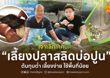 เจาะลึกเทคนิค “เลี้ยงปลาสลิดบ่อปูน”  ต้นทุนต่ำ เลี้ยงง่าย ใช้พื้นที่น้อย
