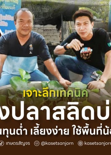 เจาะลึกเทคนิค “เลี้ยงปลาสลิดบ่อปูน”  ต้นทุนต่ำ เลี้ยงง่าย ใช้พื้นที่น้อย