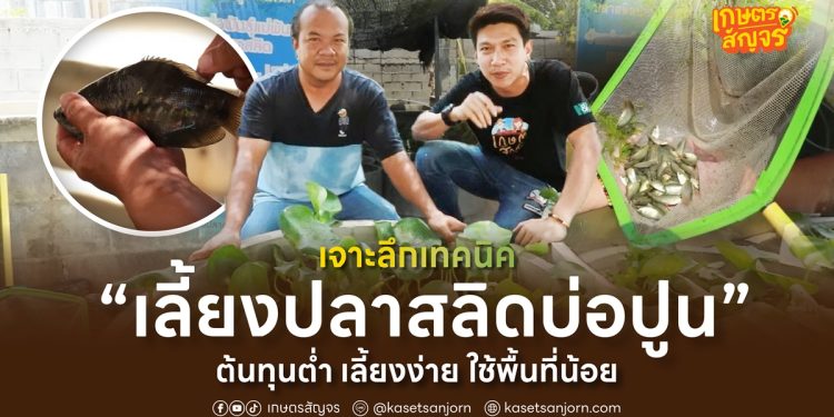 เจาะลึกเทคนิค “เลี้ยงปลาสลิดบ่อปูน”  ต้นทุนต่ำ เลี้ยงง่าย ใช้พื้นที่น้อย