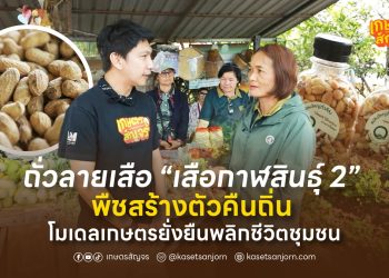 ถั่วลายเสือ “เสือกาฬสินธุ์ 2” พืชสร้างตัวคืนถิ่น โมเดลเกษตรยั่งยืนพลิกชีวิตชุมชน