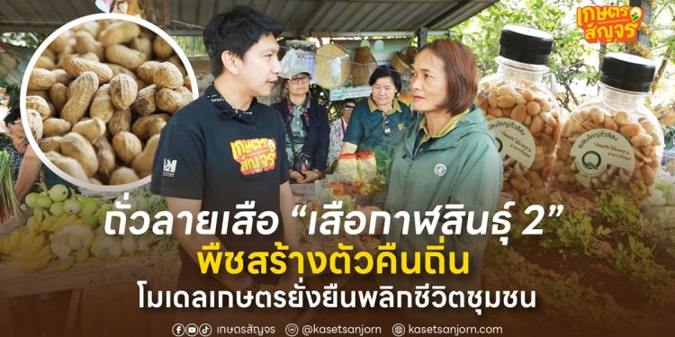 ถั่วลายเสือ “เสือกาฬสินธุ์ 2” พืชสร้างตัวคืนถิ่น โมเดลเกษตรยั่งยืนพลิกชีวิตชุมชน