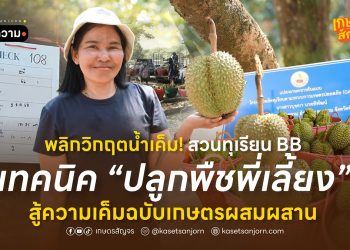 พลิกวิกฤตน้ำเค็ม! สวนทุเรียน BB เทคนิค “ปลูกพืชพี่เลี้ยง” สู้ความเค็มฉบับเกษตรผสมผสาน
