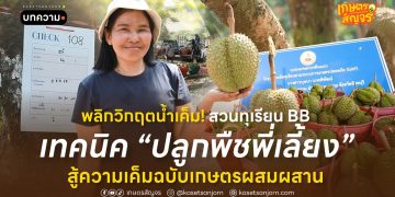 พลิกวิกฤตน้ำเค็ม! สวนทุเรียน BB เทคนิค “ปลูกพืชพี่เลี้ยง” สู้ความเค็มฉบับเกษตรผสมผสาน