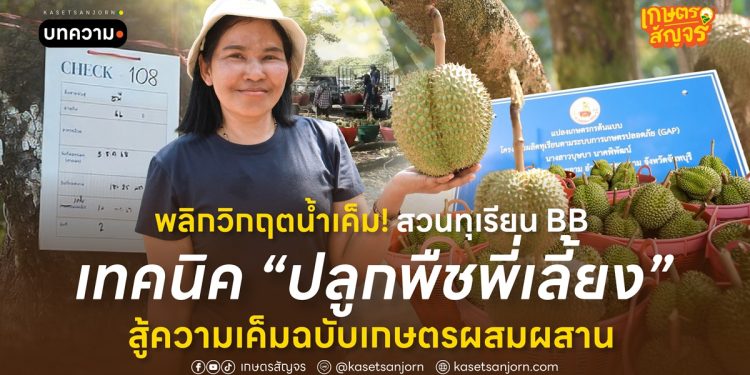 พลิกวิกฤตน้ำเค็ม! สวนทุเรียน BB เทคนิค “ปลูกพืชพี่เลี้ยง” สู้ความเค็มฉบับเกษตรผสมผสาน