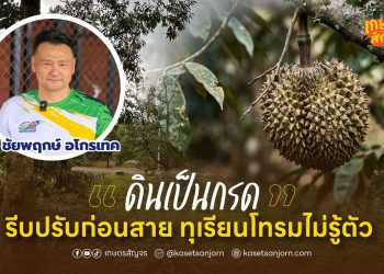 “ดินเป็นกรด”  รีบปรับก่อนสาย ทุเรียนโทรมไม่รู้ตัว 